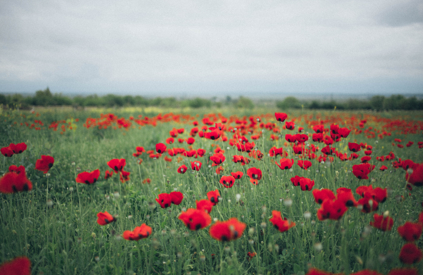 poppy